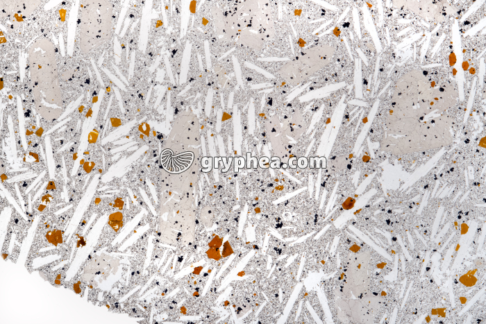 Basalte demi-deuil LPNA x1,5 - gryphea.org